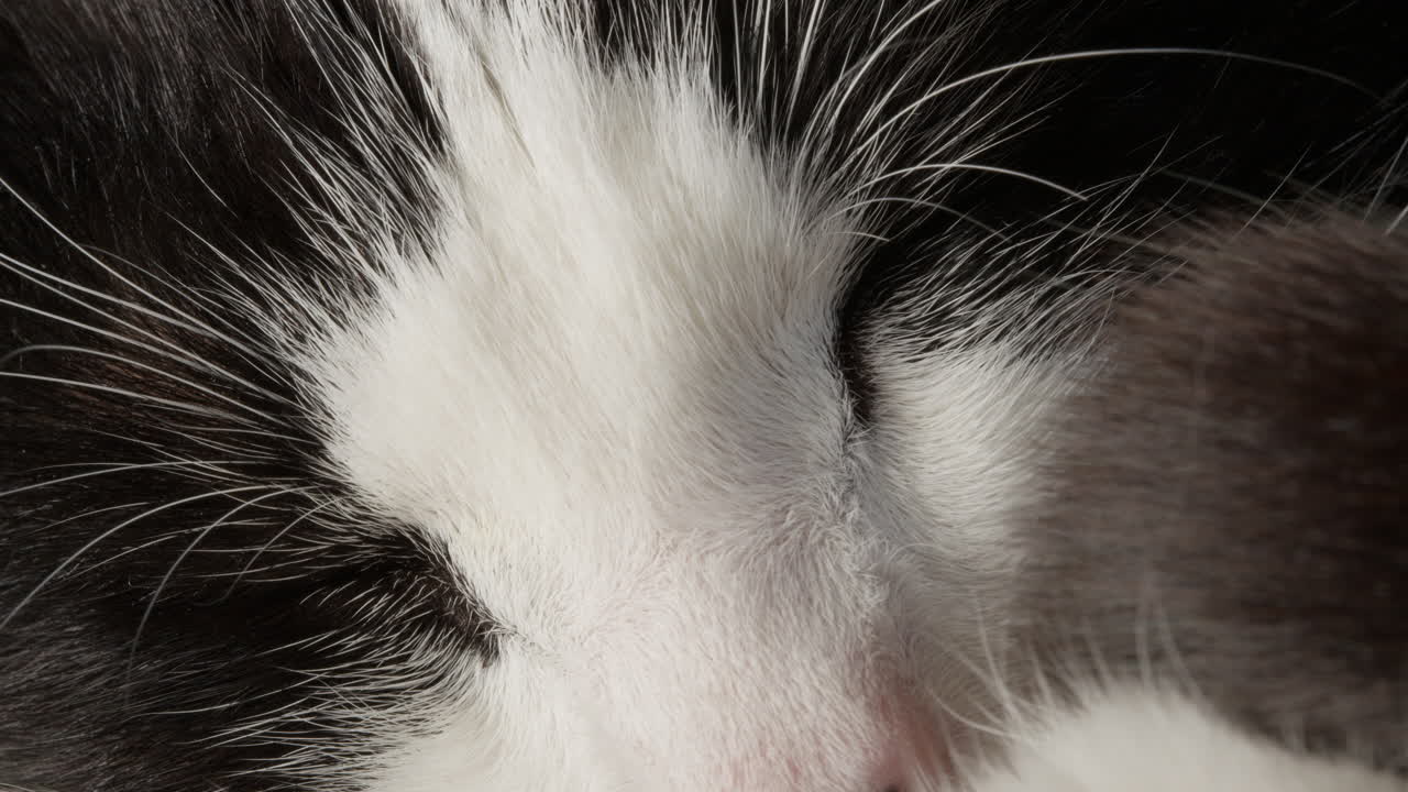 Closeup of young black and white cat sleeping, feline with eyes closed