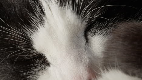 closeup of young black and white cat sleeping, feline with eyes closed