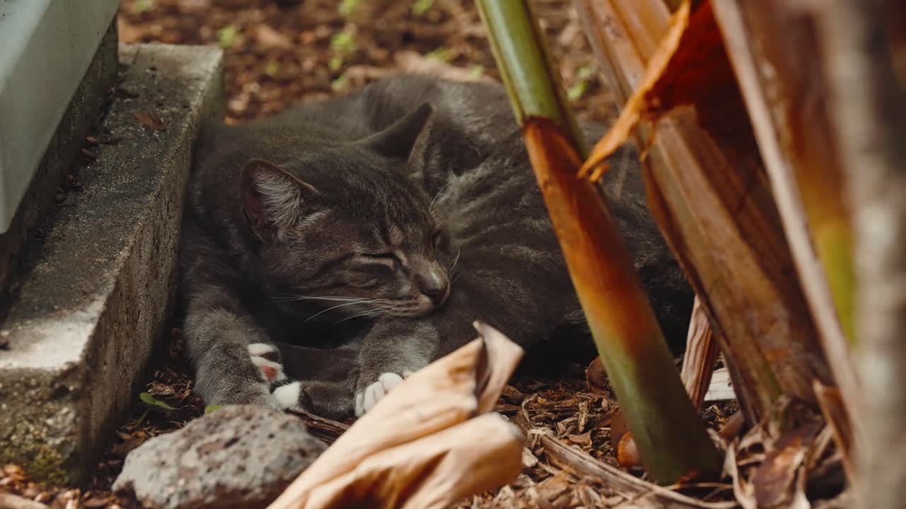 Gray and white wild cat sleeping in the bushes