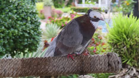 pigeon in a garden setting