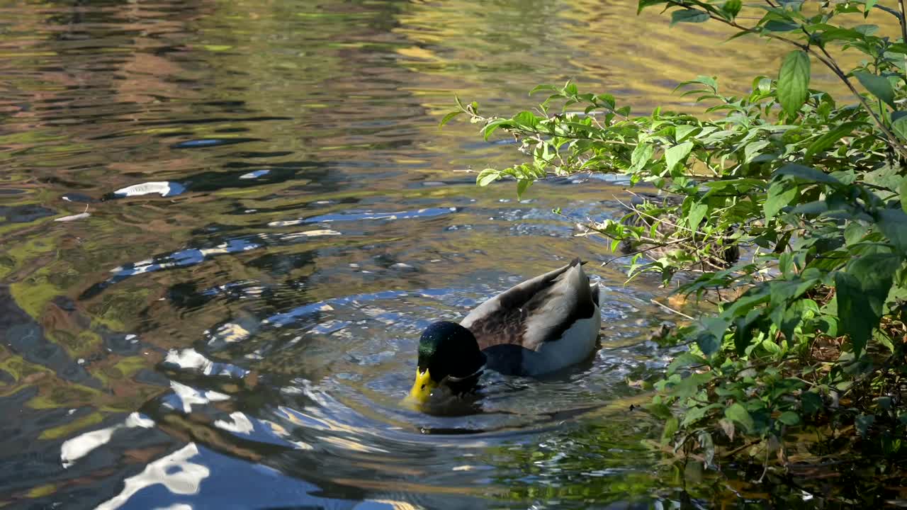 Germano reale in cerca di cibo nelle prime ore del mattino a Central Park, New York