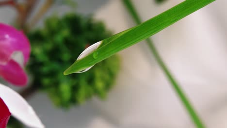 extreme close up of water droplets on tip of green stem