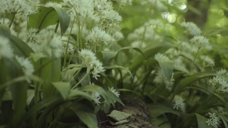 Ramsons-wild-garlic-growing-in-woodland-close-up-tilting-shot