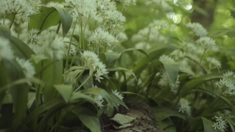 ramsons ajo silvestre creciendo en el bosque cerca de tiro inclinado