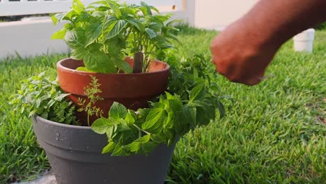 Frischen-Oregano-Aus-Dem-Topf-Schneiden