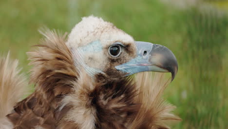 close-up of a vulture's head