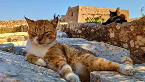 feral or homeless cats at the venetian fortezza castle in rethymno, crete greece