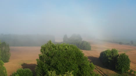 Flying-over-green-tree-foliage-and-yellow-wheat-field-reveal,-Latvia