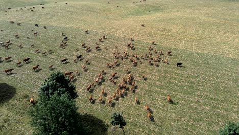 aerial view of a big herd of cows on a green pasture in the summer