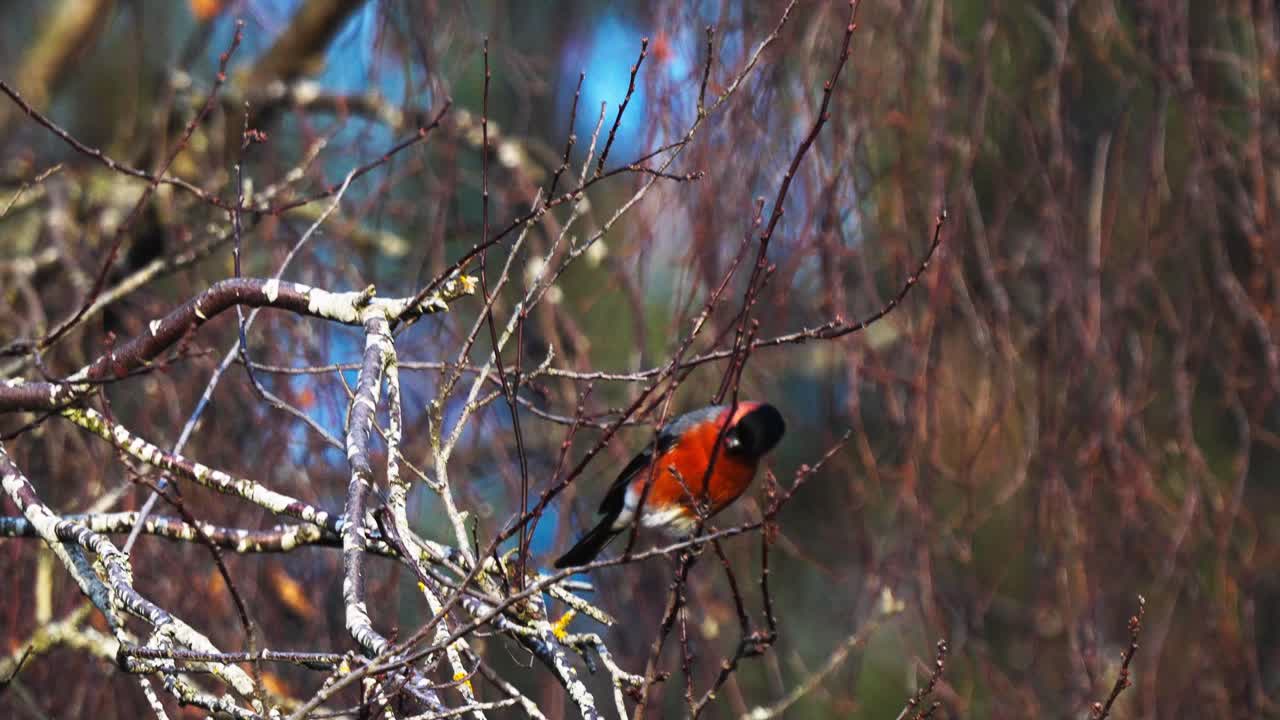 toma en cámara lenta de un bullfinch euroasiático comiendo bayas rojas de una rama