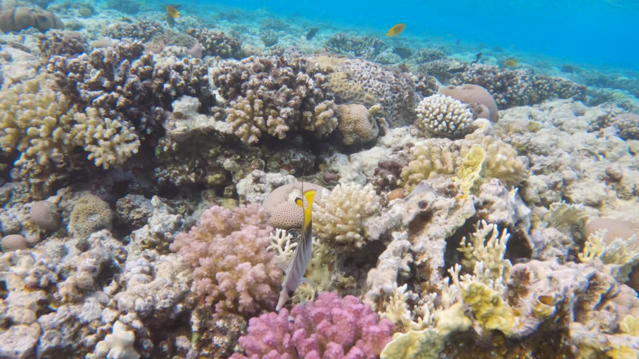 pez mariposa rayado comiendo en un arrecife de coral tropical, cámara lenta