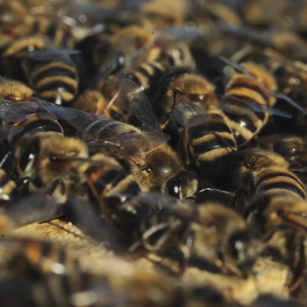 Close up view of the working bees on honey cells. Working bees on honeycomb. Bees on honeycombs