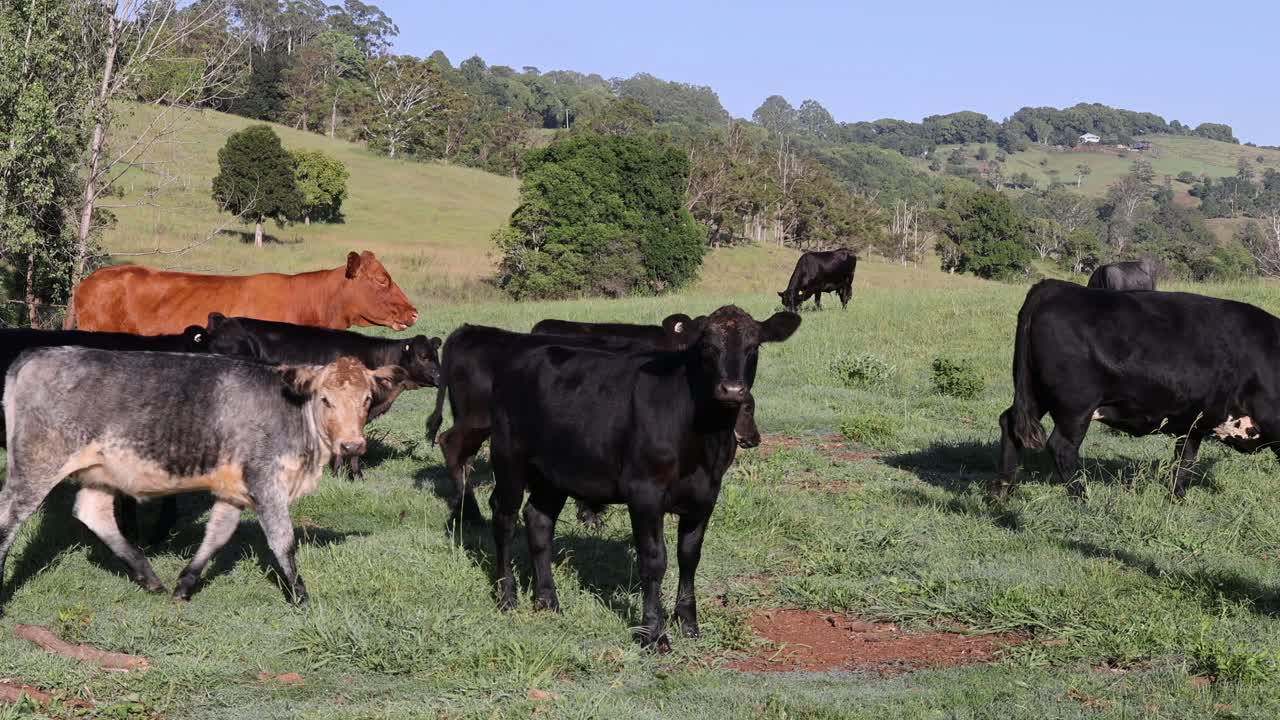 las vacas vagan y pastan en un campo exuberante