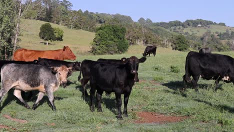 cows roam and graze in a lush field