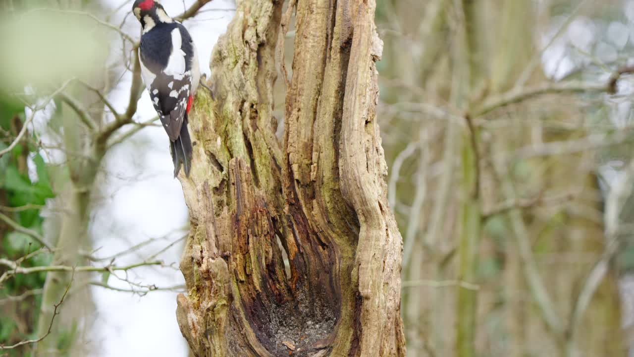 Woodpecker in alert pose on tree bark, with forest backdrop and balanced composition