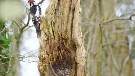 woodpecker in alert pose on tree bark, with forest backdrop and balanced composition