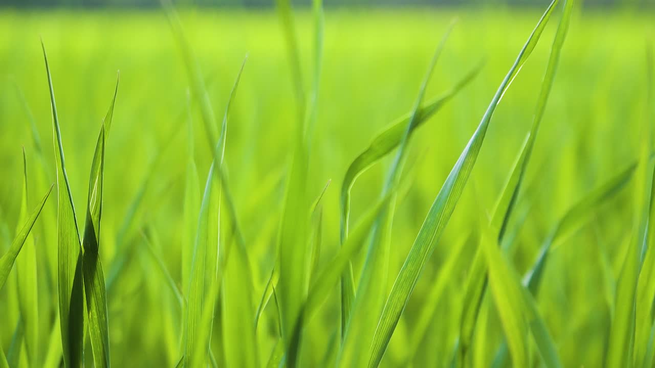 Erba verde fresca e alta ondeggia nel vento. Giovani germogli di grano invernale. Sfondo astratto. Messa a fuoco selettiva