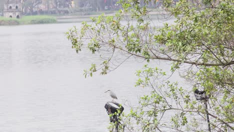 bird observes surroundings from a tree branch