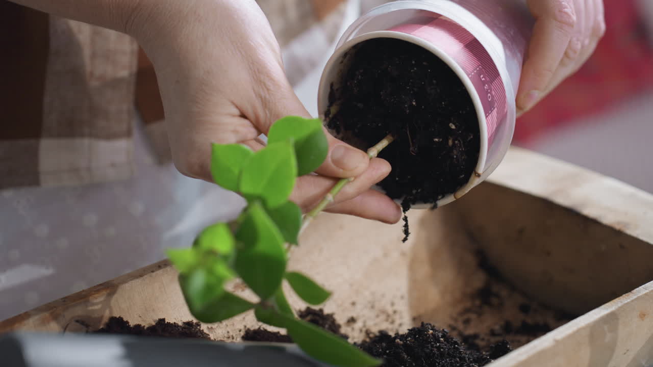 Nature devotee pouring rich potting soil from plastic planter into wooden crate while gently removing leafy cutting and transferring earth in cozy indoor greenery workshop