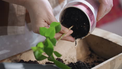 nature devotee pouring rich potting soil from plastic planter into wooden crate while gently removing leafy cutting and transferring earth in cozy indoor greenery workshop
