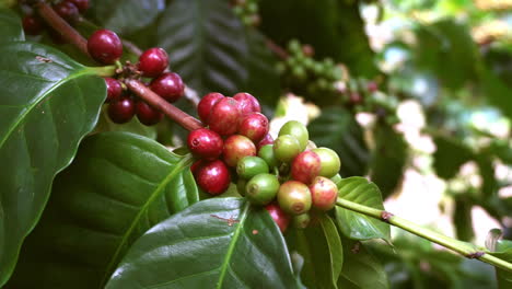 Rojo---Bayas-De-Café-Verde-En-El-Cafeto,-Chiang-Mai,-Tailandia