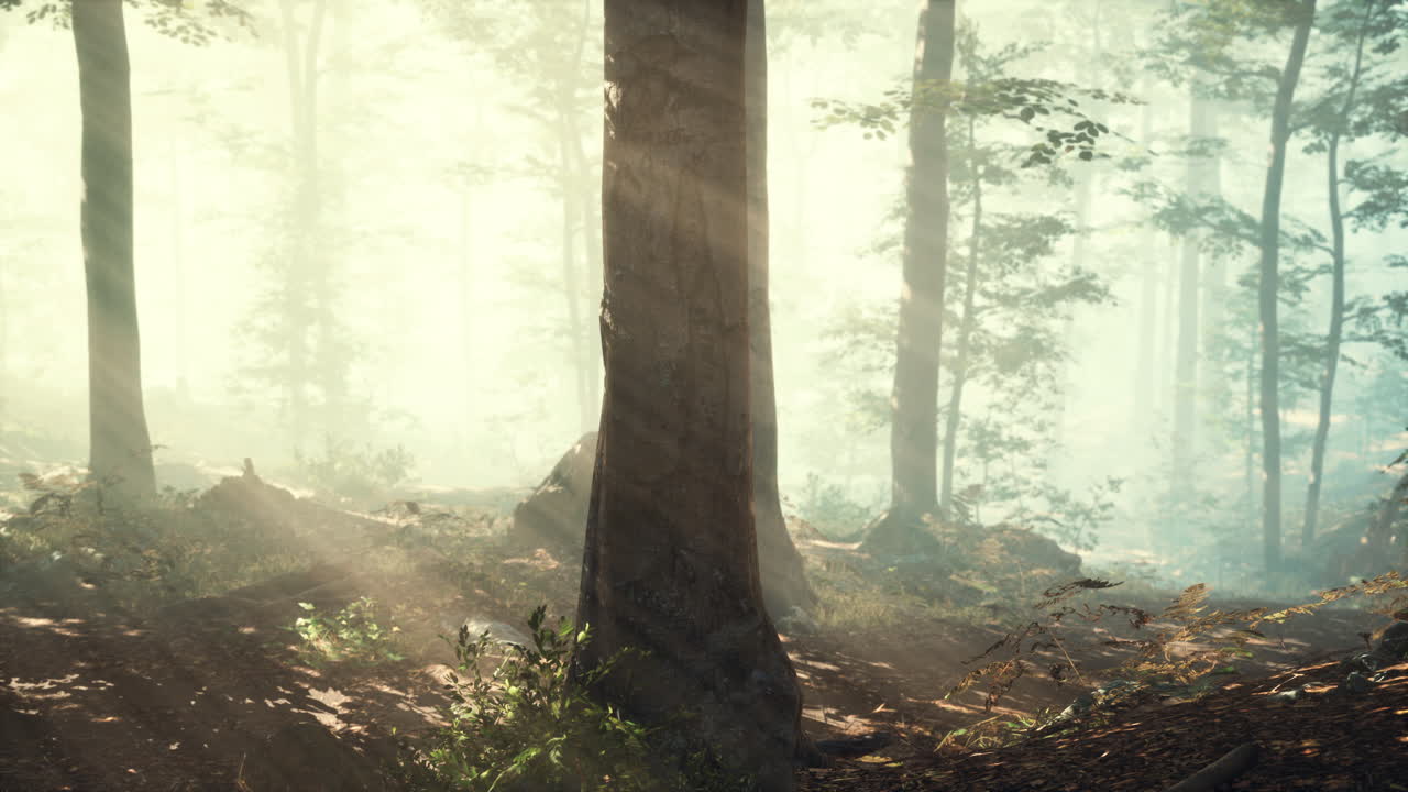 떠오르는 태양은 안개가 많은 여름 아침에 낙 ⁇  숲에 떨어집니다.