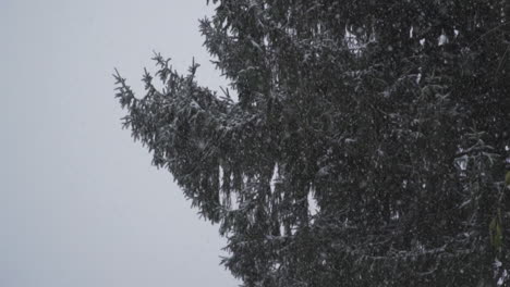 Kiefer-Winterschnee-In-Zeitlupe-Geschossen