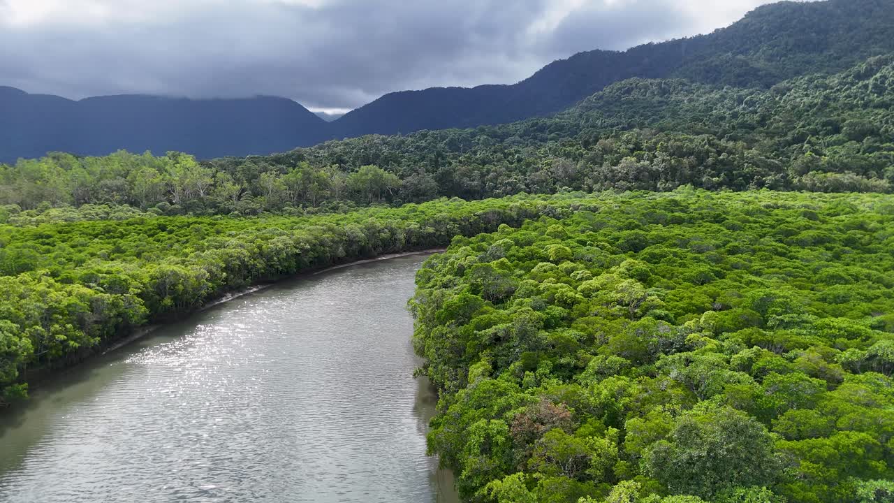 Aerial View of a Tropical River and Mangrove Forest