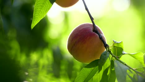 Ein-Frischer-Pfirsich-Ist-Auf-Dem-Zweig-In-Th-Sommermorgen