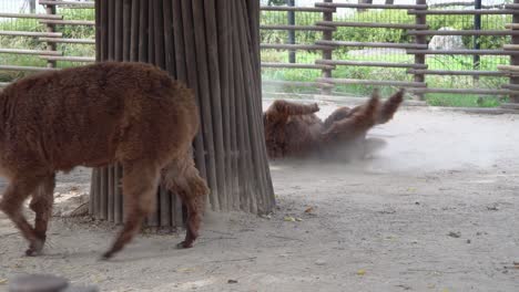 Dos-Alpacas-Marrones-En-Un-Corral-En-El-Zoológico-En-El-Gran-Parque-De-Seúl,-Seúl,-Corea-Del-Sur---Tiro-Completo