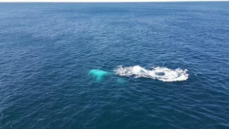 whales migrating to the north in winter at sydney, australia coastline