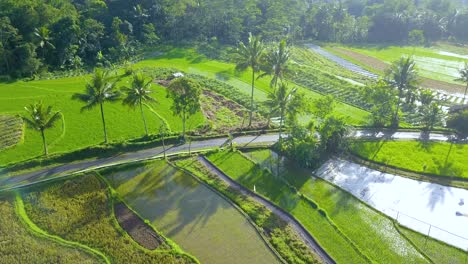 Farmer-walking-on-the-road-in-the-middle-of-rice-field