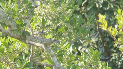pareja de tangaras de montaña de pecho aficionado revolotea de rama en rama, reserva de tambopata