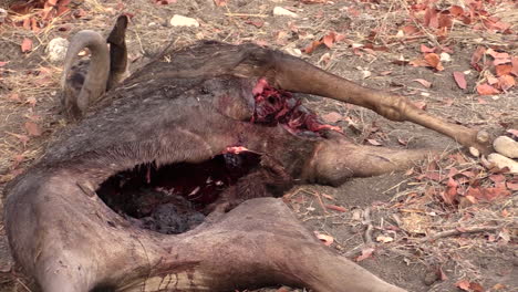 carcass of a wildebeest, half eaten and left over by lionesses