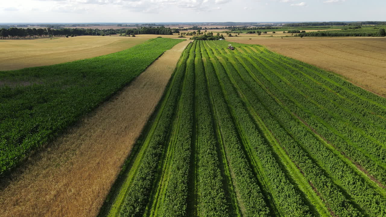 Rimorchio di trattore pieno di more e una panoramica di lunghe file di piante di more nel campo