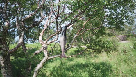 huge freshly catched fish hang on a tree branch at summertime