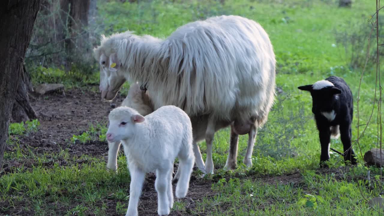 Pecora madre che allatta l'agnello con altri due agnelli accanto a lei in Sardegna, Italia