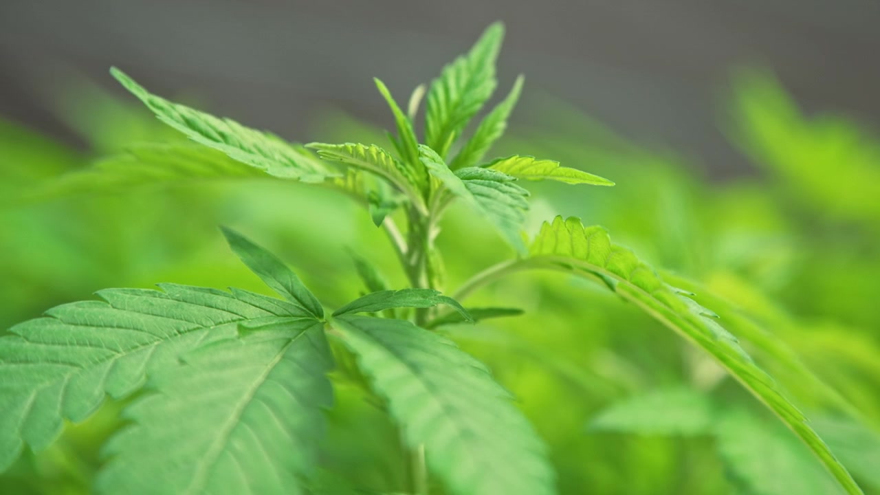Primo piano di foglie di cannabis in un ambiente di serra, che mostra vivaci tonalità di verde.
