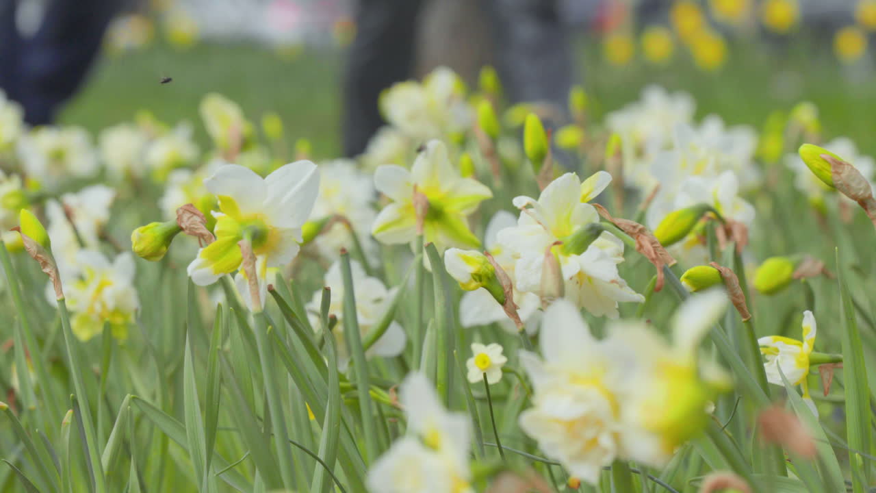 A wide view of a lush field of yellow daffodils in full bloom, with vibrant green leaves, under a cloudy sky
