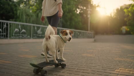 a jack russell terrier skateboarding with its owner in the park