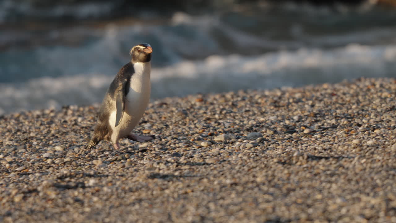 뉴질랜드 파링가에서 바다에서 수영한 후 몬로 해변을 고 있는 피어들랜드
