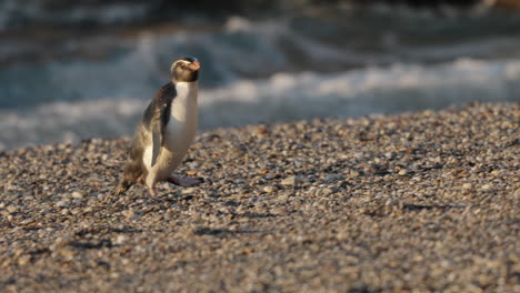 fiordland penguin walking in the monro beach after swimming in the ocean in paringa, new zealand