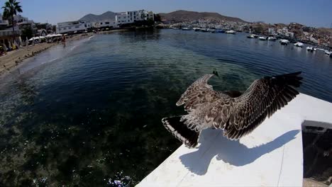 Slow-motion-of-seagull-taking-fliht