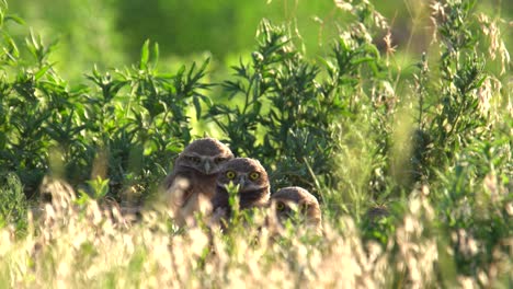 Burrowing-owl-chicks-observing-their-surrounding-from-their-nest