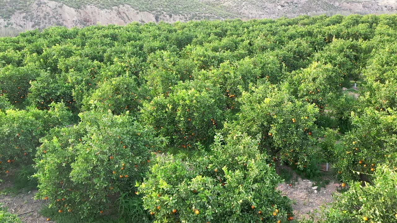 mediterranean orange grove shot with drone footage