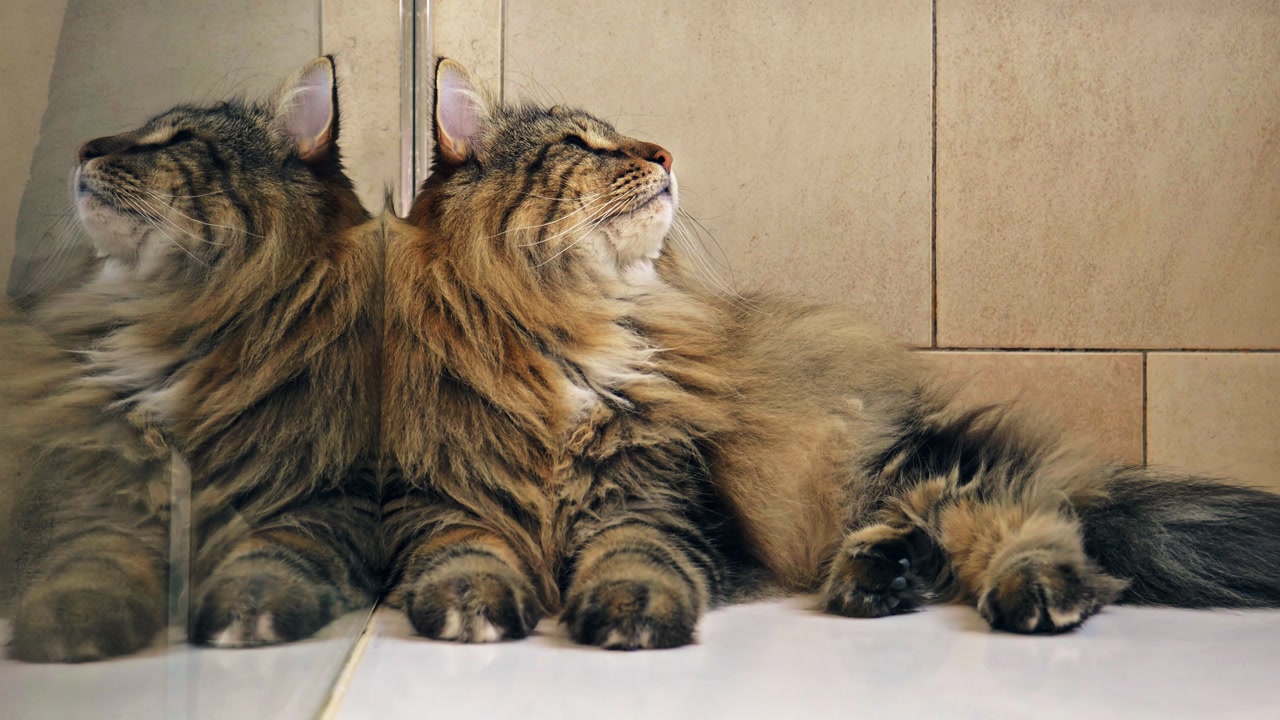 Medium shot of a Norwegian Forest cat resting in a shower with glass reflection