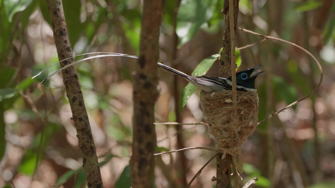 4K close up footage of a rare white morph male Malagasy paradise flycatcher calling with open beak while sitting on its nest in Lokobe National Park, Nosy Be, Madagascar.