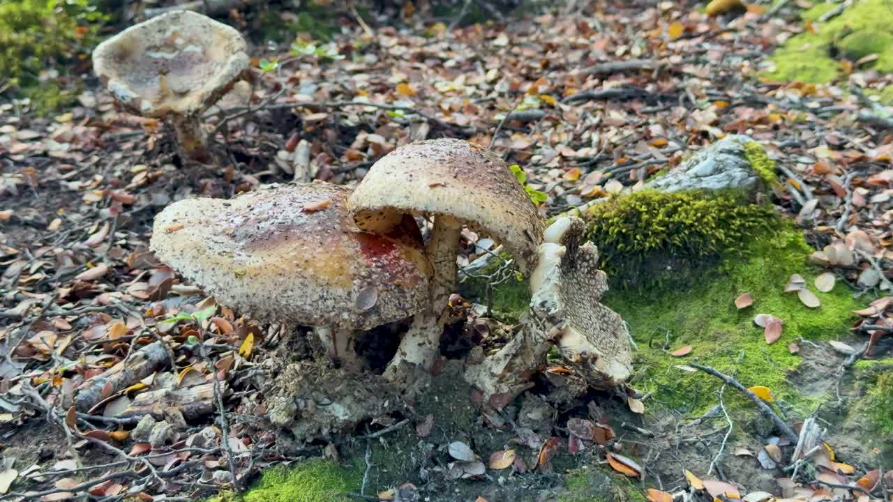 Close-up of mushrooms and moss in a forest setting. Natural lighting highlights textures and colors, creating a serene and earthy atmosphere