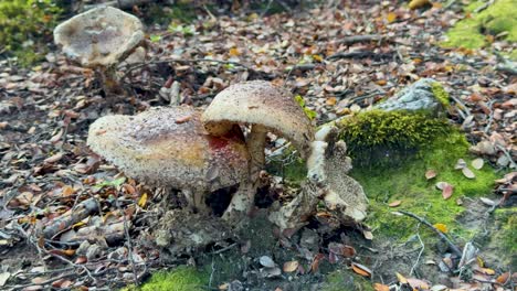 close-up of mushrooms and moss in a forest setting. natural lighting highlights textures and colors, creating a serene and earthy atmosphere