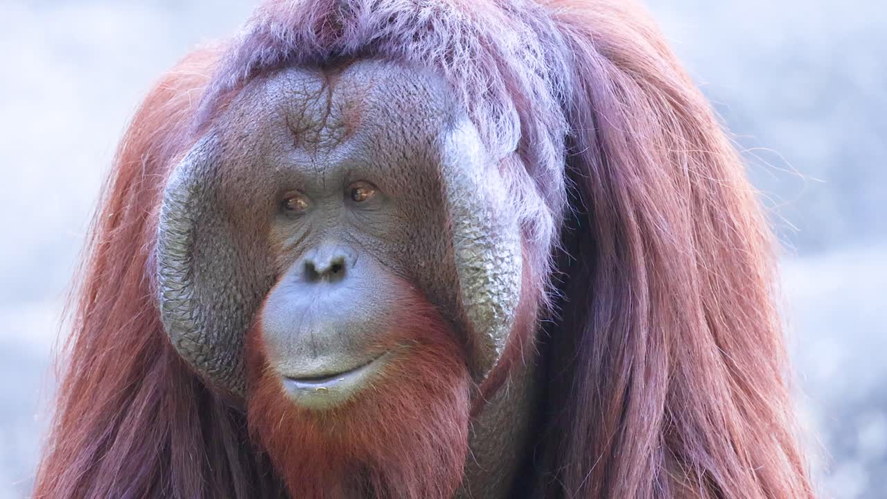 retrato de un orangután
